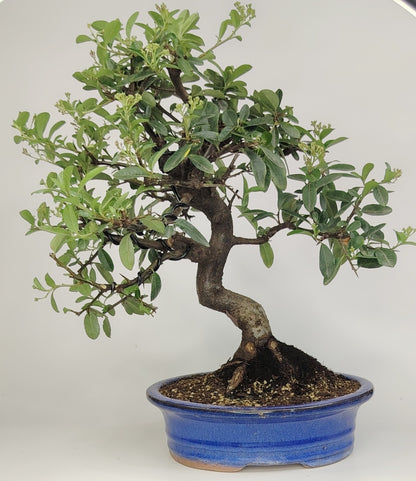 Bonsai Pyracantha coccinea (Hiironoki) 10 anni in vaso Yixing 20,5 cm - vista frontale
Dettaglio tronco Pyracantha coccinea bonsai con bacche rosse - bonsai Hiironoki
Pyracantha bonsai 10 anni altezza 39 cm - profilo laterale in vaso Yixing
Vista dall'alto del bonsai Pyracantha (Hiironoki) - struttura ramificazione
Dettaglio vaso Yixing con piede 8 cm - Pyracantha coccinea bonsai
