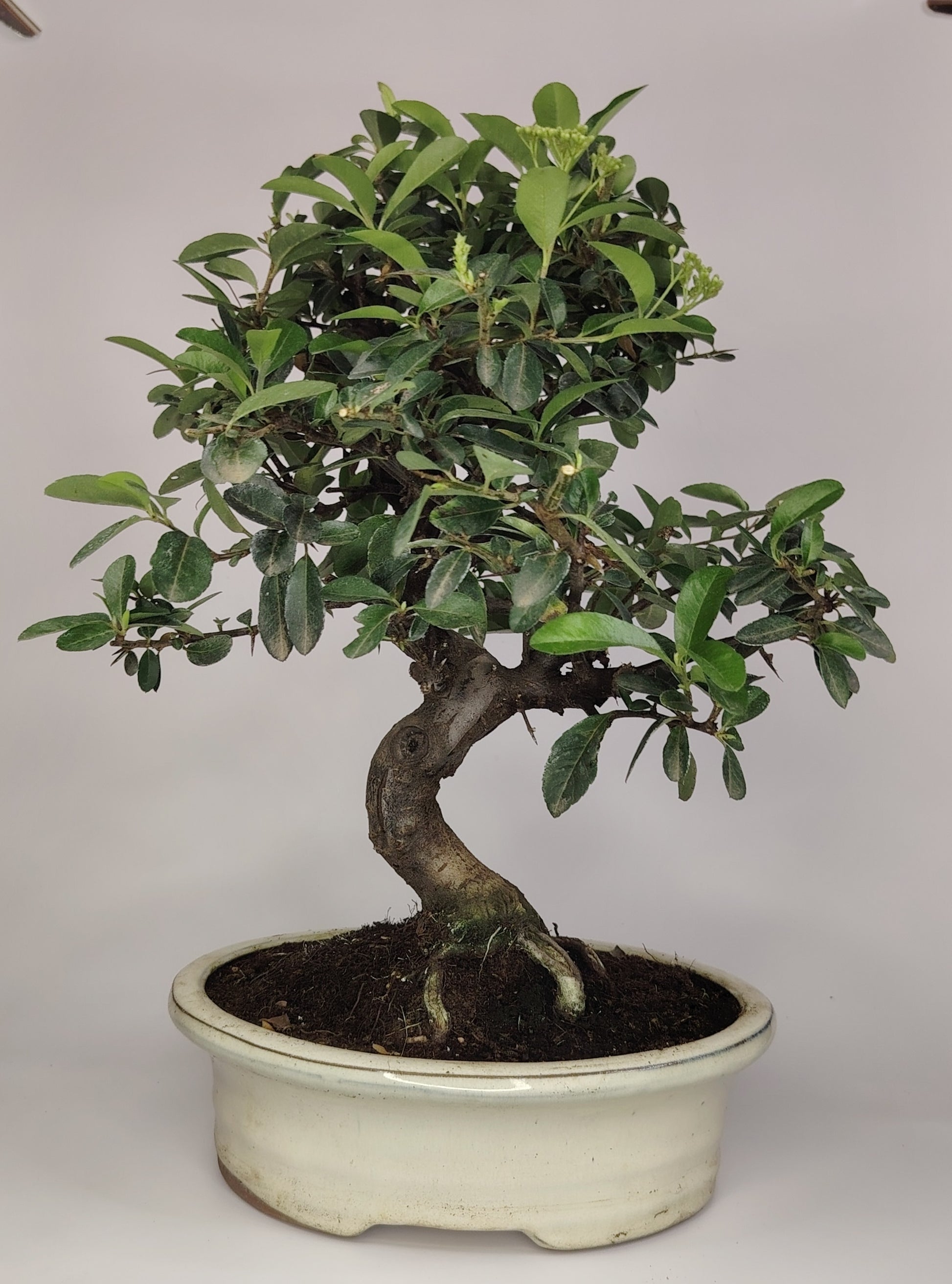 Bonsai Pyracantha coccinea (Hiironoki) 12 anni in vaso Yixing bianco ovale 21 cm - vista frontale
Nebari 8 cm Pyracantha bonsai - dettaglio radici e tronco
Pyracantha coccinea bonsai altezza 40 cm - profilo laterale
Vista superiore Pyracantha bonsai 12 anni vaso bianco Yixing
Dettaglio vaso firethorn Yixing bianco con bonsai Pyracantha coccinea
bonsai for sale