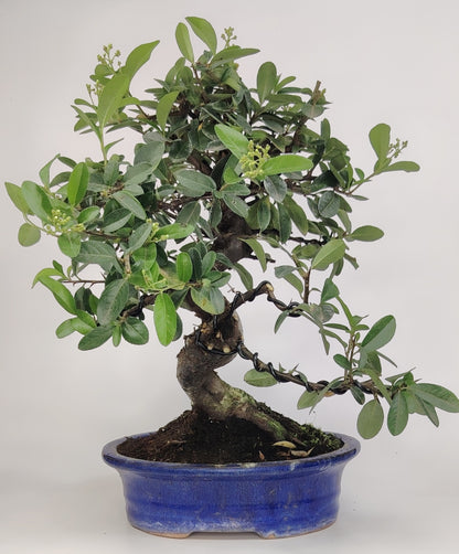 Bonsai Pyracantha coccinea (Hiironoki) 11 anni in vaso Yixing 20,5 cm - vista frontale
Nebari largo 12 cm Pyracantha bonsai - dettaglio radici esposte
Vista laterale bonsai Pyracantha 38 cm altezza totale - vaso Yixing
Dettaglio tronco e bacche Pyracantha coccinea bonsai Hiironoki