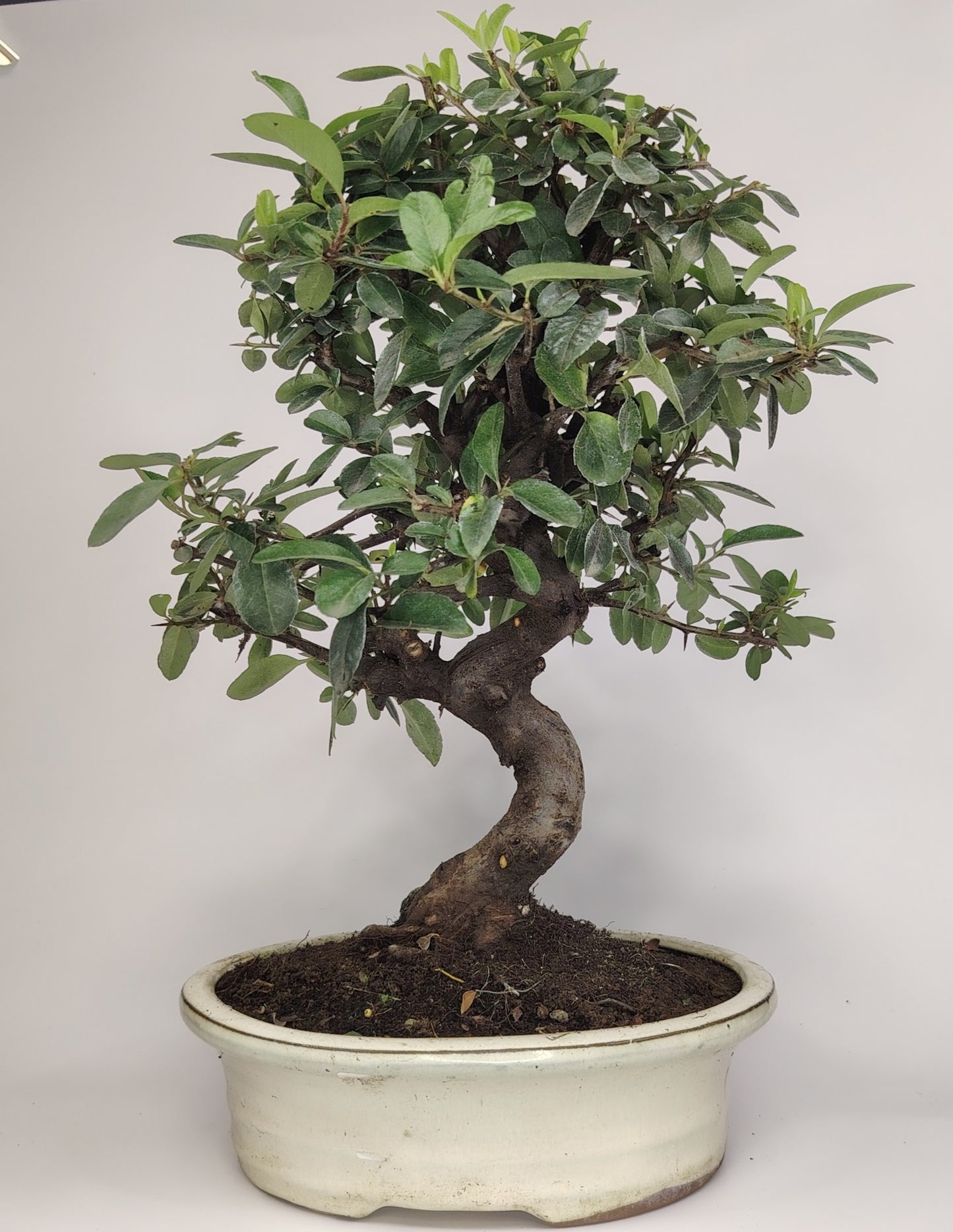 Bonsai Pyracantha coccinea (Hiironoki) 12 anni in vaso Yixing bianco ovale 21 cm - vista frontale
Nebari 8 cm Pyracantha bonsai - dettaglio radici e tronco
Pyracantha coccinea bonsai altezza 40 cm - profilo laterale