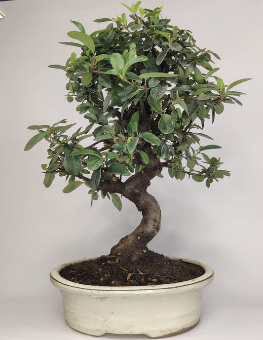 Bonsai Pyracantha coccinea (Hiironoki) 12 anni in vaso Yixing bianco ovale 21 cm - vista frontale
Nebari 8 cm Pyracantha bonsai - dettaglio radici e tronco
Pyracantha coccinea bonsai altezza 40 cm - profilo laterale