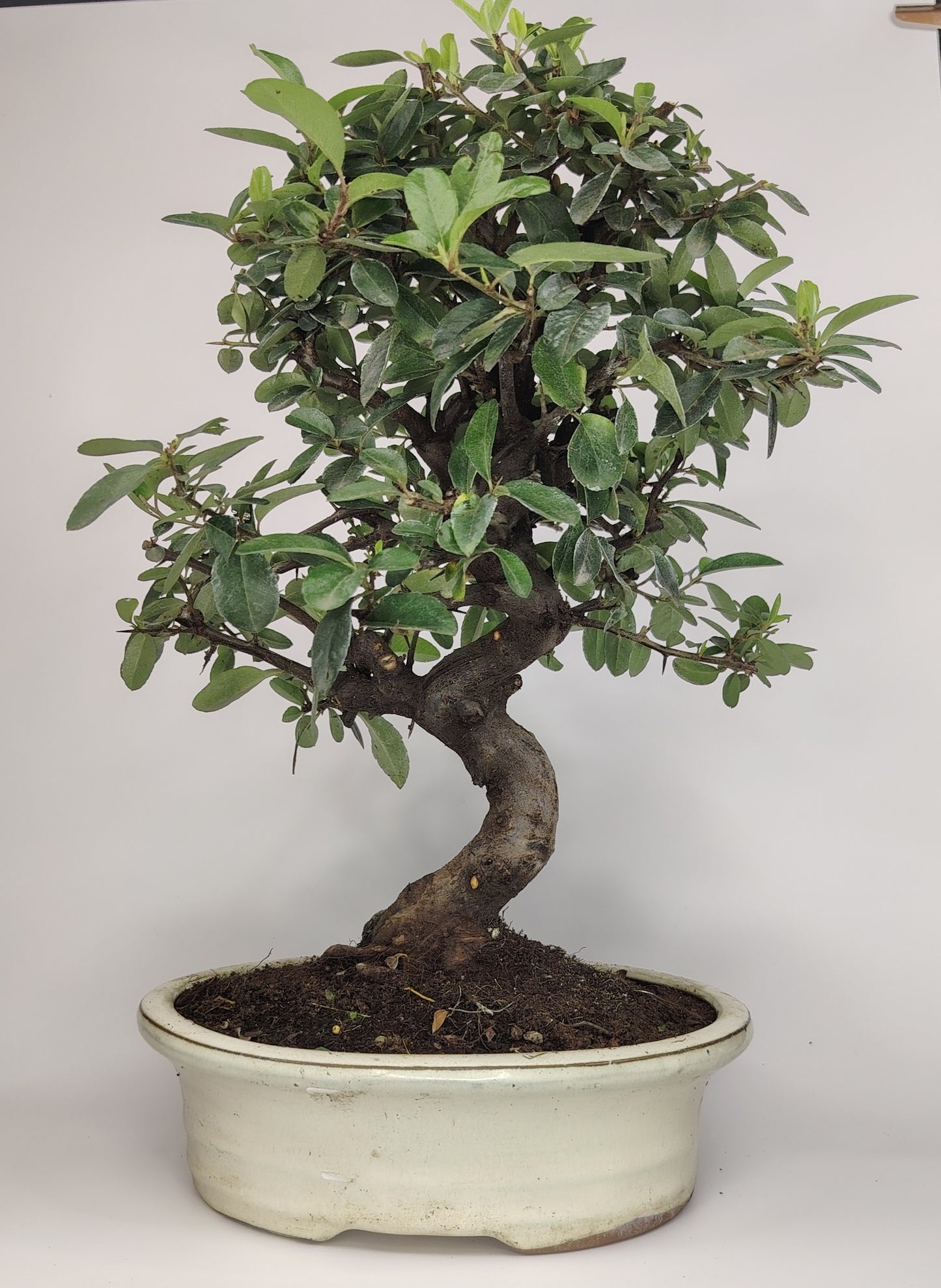 Bonsai Pyracantha coccinea (Hiironoki) 12 anni in vaso Yixing bianco ovale 21 cm - vista frontale
