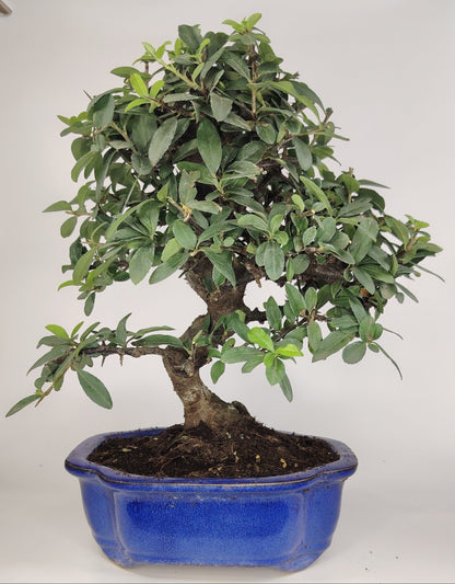 Bonsai Pyracantha coccinea (Hiironoki) 10 anni in vaso Yixing blu 20 cm - vista frontale
Nebari 7 cm bonsai Pyracantha coccinea - dettaglio radici
Vista laterale Pyracantha bonsai 36 cm - vaso Yixing blu
Dettaglio bacche rosse Pyracantha bonsai - vaso Yixing
Struttura ramificazione Pyracantha 10 anni - bonsai Hiironoki

