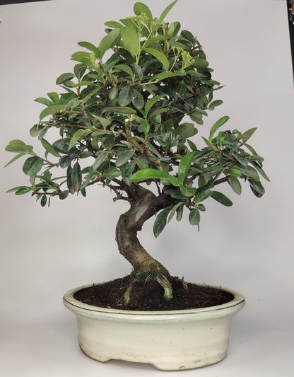 Bonsai Pyracantha coccinea (Hiironoki) 12 anni in vaso Yixing bianco ovale 21 cm - vista frontale
firethorn