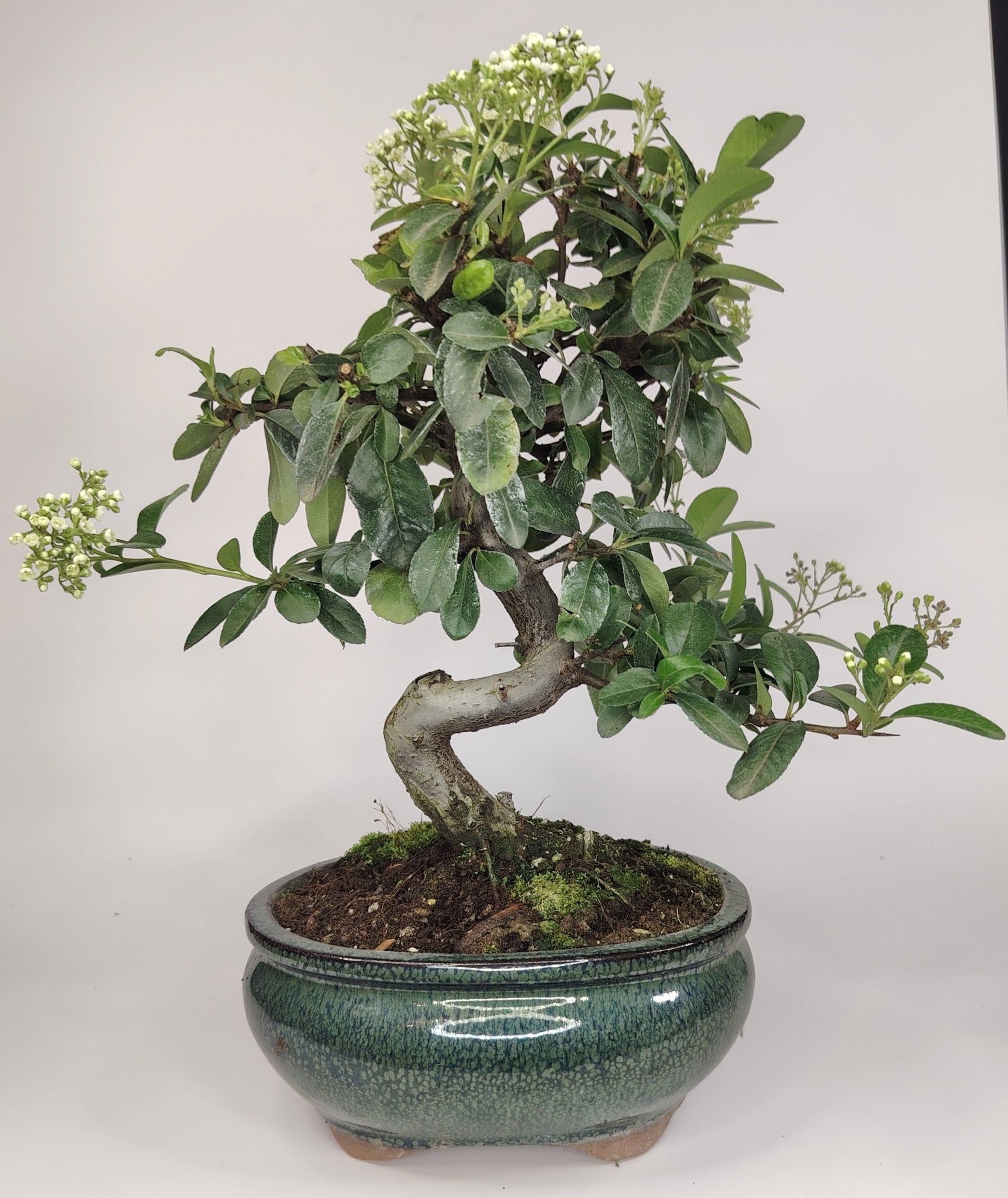 Bonsai Pyracantha coccinea (Hiironoki) 8 anni in vaso Yixing 16 cm - vista frontale
Nebari 5 cm Pyracantha bonsai - dettaglio radici e tronco
Profilo laterale Pyracantha bonsai 35 cm altezza totale
Vista superiore bonsai Pyracantha 8 anni vaso Yixing
Dettaglio bacche rosse Pyracantha bonsai compatto Hiironoki
