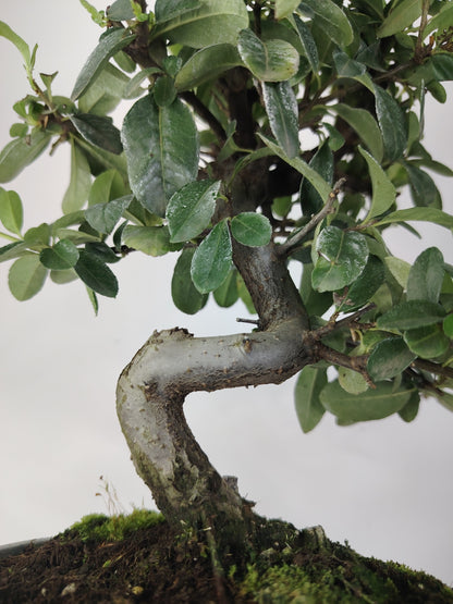 bonsai Bonsai Pyracantha coccinea (Hiironoki) 8 anni in vaso Yixing 16 cm - vista frontale
Nebari 5 cm Pyracantha bonsai - dettaglio radici e tronco
Profilo laterale Pyracantha bonsai 35 cm altezza totale
Vista superiore bonsai Pyracantha 8 anni vaso Yixing
Dettaglio bacche rosse Pyracantha bonsai compatto Hiironoki
