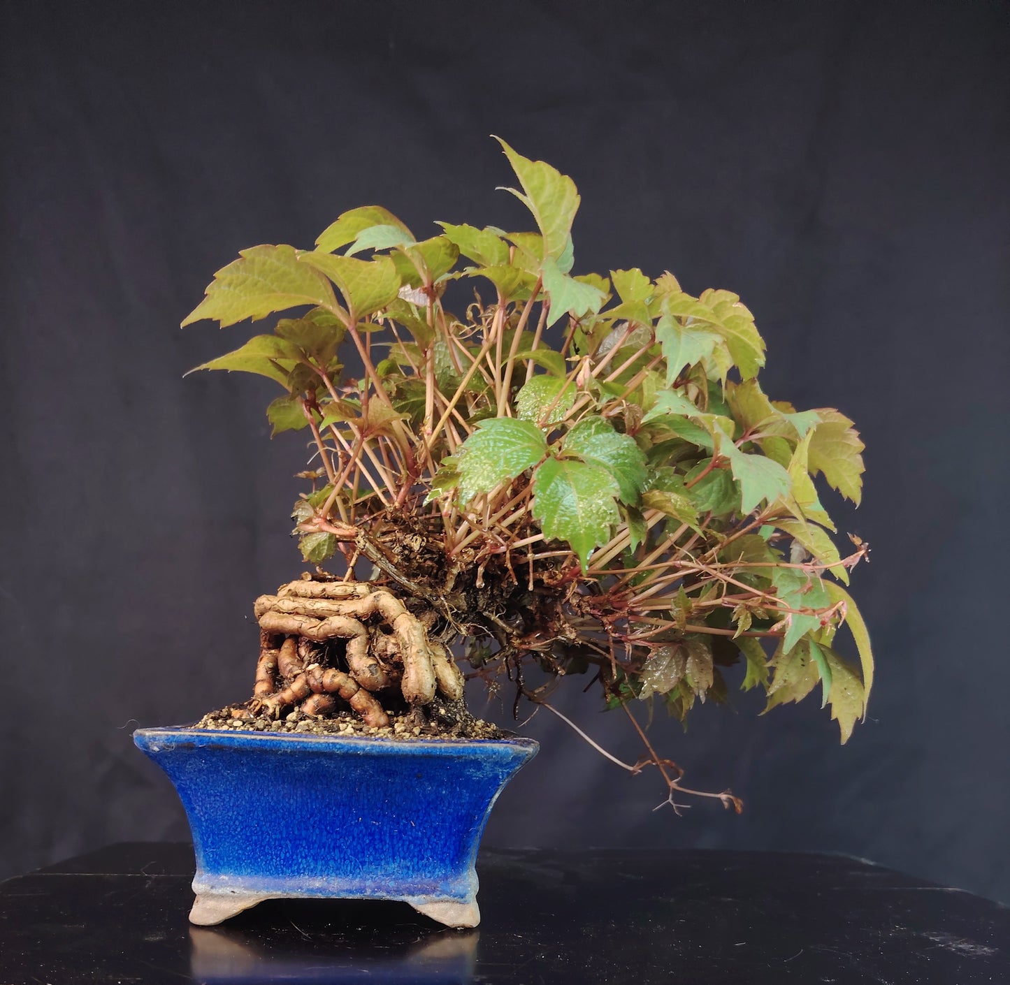 Bonsai di Parthenocyssus tricuspidata SHOHIN pezzo unico