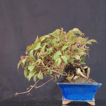 Bonsai di Parthenocyssus tricuspidata SHOHIN pezzo unico