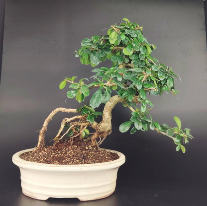 Carmona Bonsai da interno, erethia, 12 anni