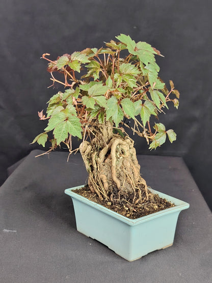 Parthenocyssus tricuspidata SHOHIN Bonsai esemplare unico