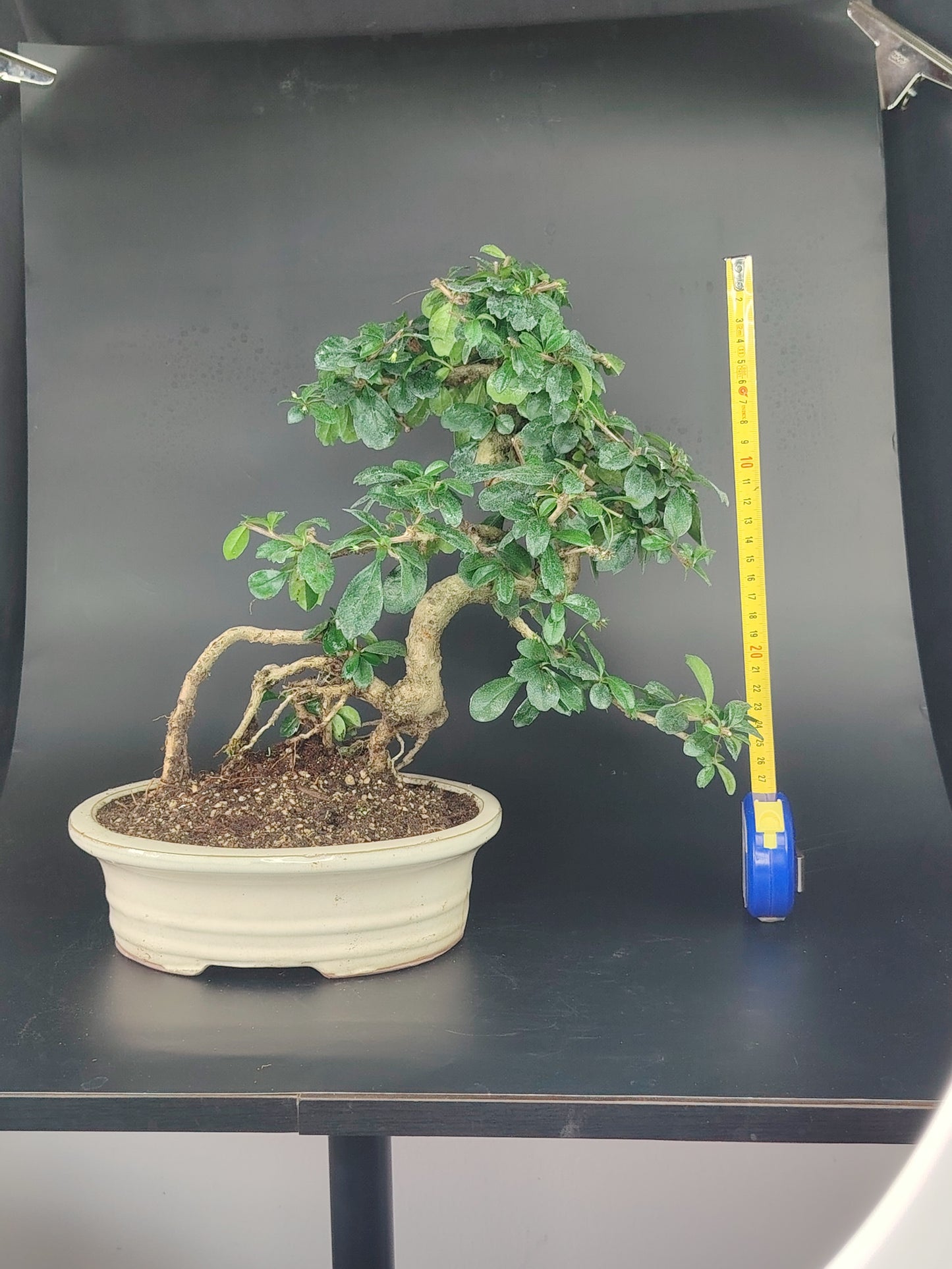 Carmona Bonsai da interno, erethia, 12 anni