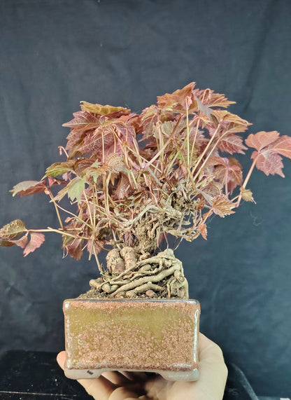 Bonsai di Vite Giapponese Parthenocyssus - pezzo unico- SHOHIN bonsai