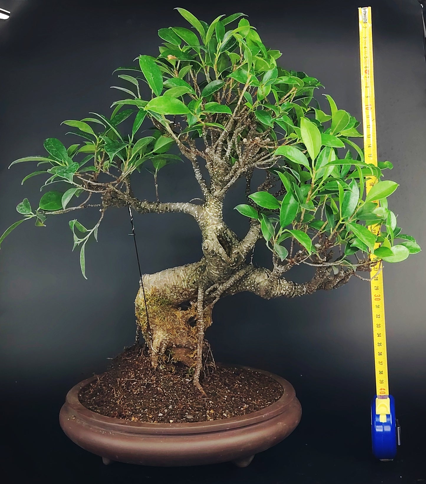 Ficus retusa Tiger Bark 14 anni – Bonsai da Interno | Bonsai Kai