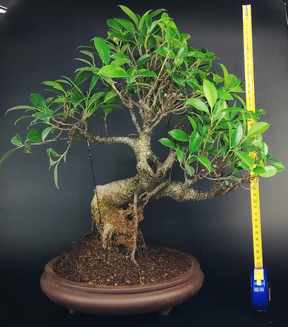 Ficus retusa Tiger Bark 14 anni – Bonsai da Interno | Bonsai Kai