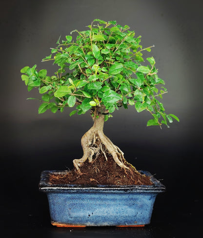 Sageretia theezans indoor bonsai.