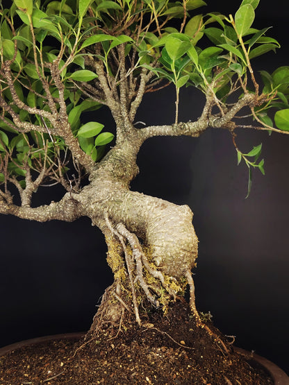 Ficus retusa Tiger Bark 14 anni – Bonsai da Interno | Bonsai Kai