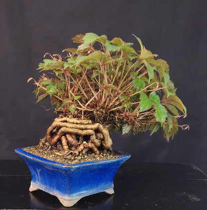 Bonsai di Parthenocyssus tricuspidata SHOHIN pezzo unico