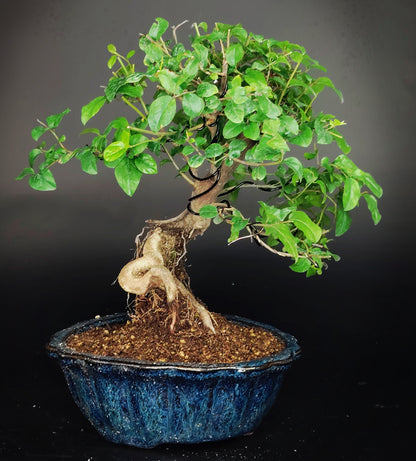 Sageretia theezans – Bonsai Shohin 12 anni – Vaso Yixing Vintage