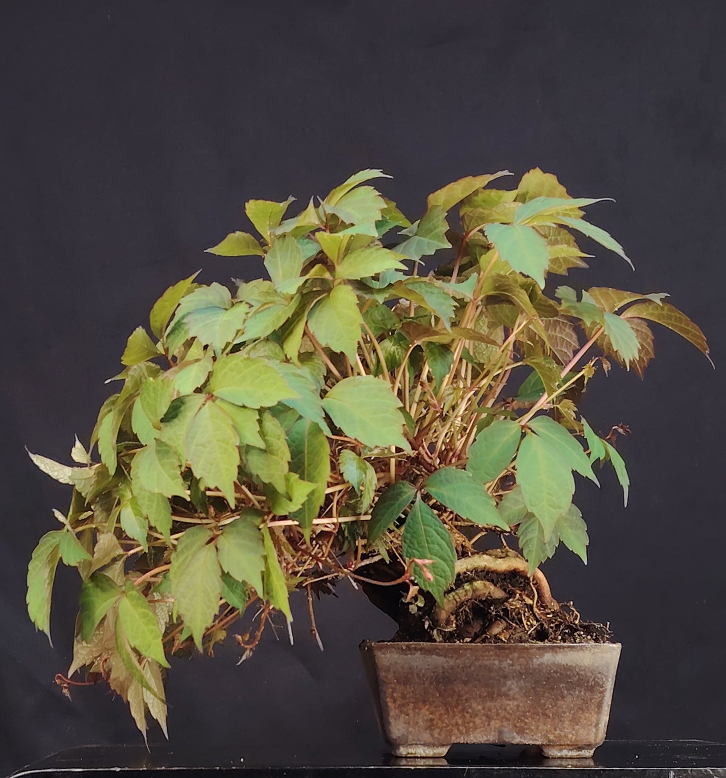 Edera Giapponese. Parthenocyssus T. pezzo unico- Bonsai