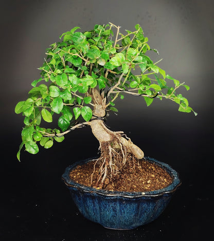 Sageretia theezans – Bonsai Shohin 12 anni – Vaso Yixing Vintage