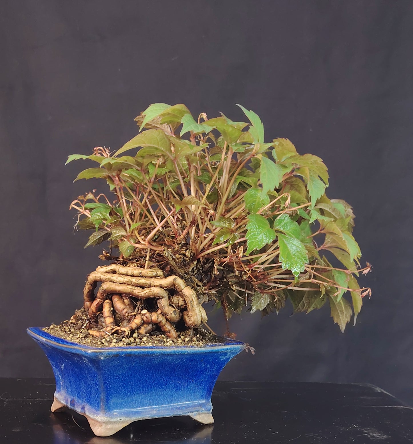 Bonsai di Parthenocyssus tricuspidata SHOHIN pezzo unico