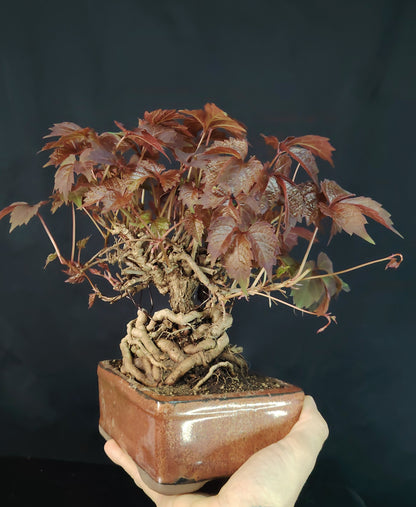Bonsai di Vite Giapponese Parthenocyssus - pezzo unico- SHOHIN bonsai