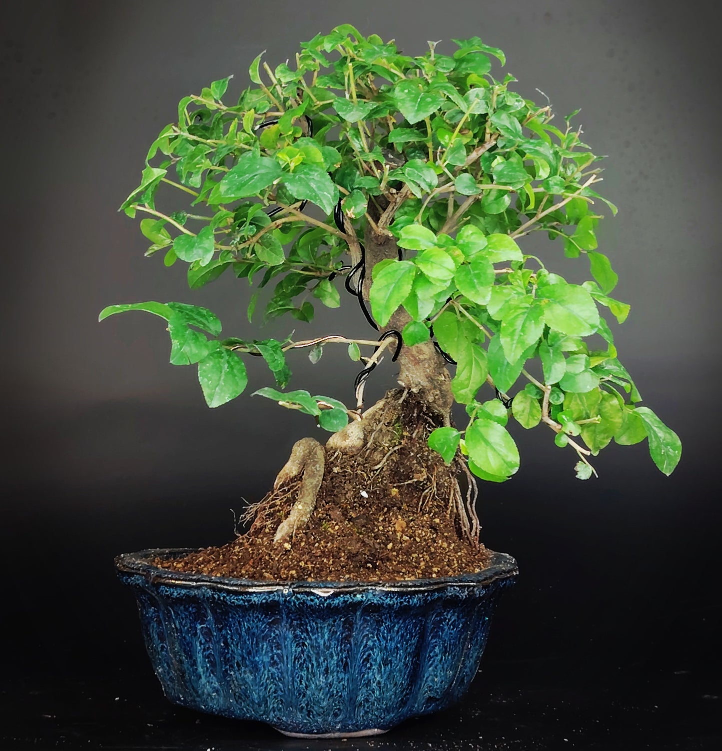 Sageretia theezans – Bonsai Shohin 12 anni – Vaso Yixing Vintage