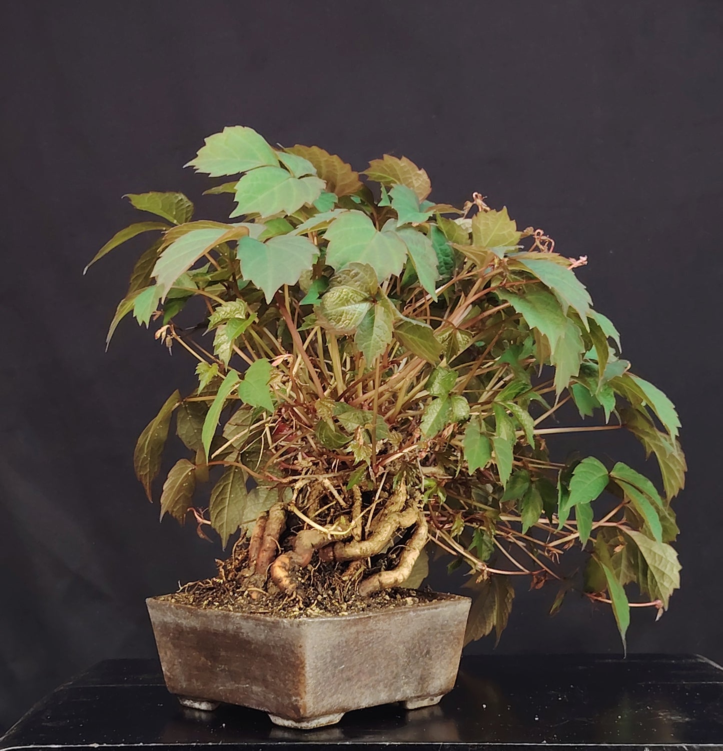 Edera Giapponese. Parthenocyssus T. pezzo unico- Bonsai