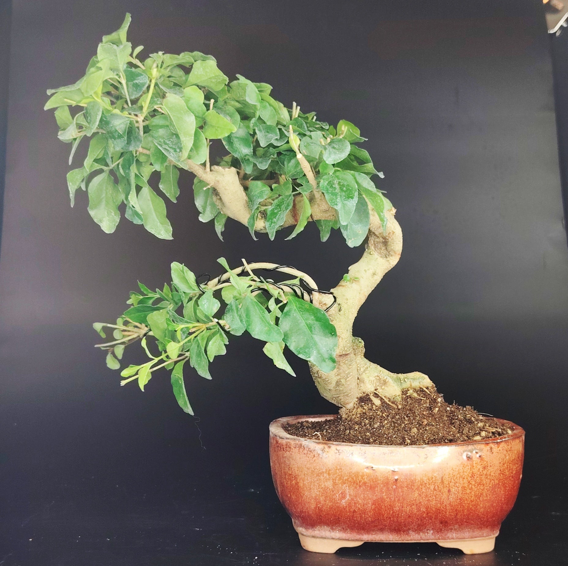 Bonsai compatto da 12 anni in stile cinese, altezza 30 cm, con vaso Yixing originale. Essenziale, raffinato, perfetto per spazi meditativi.