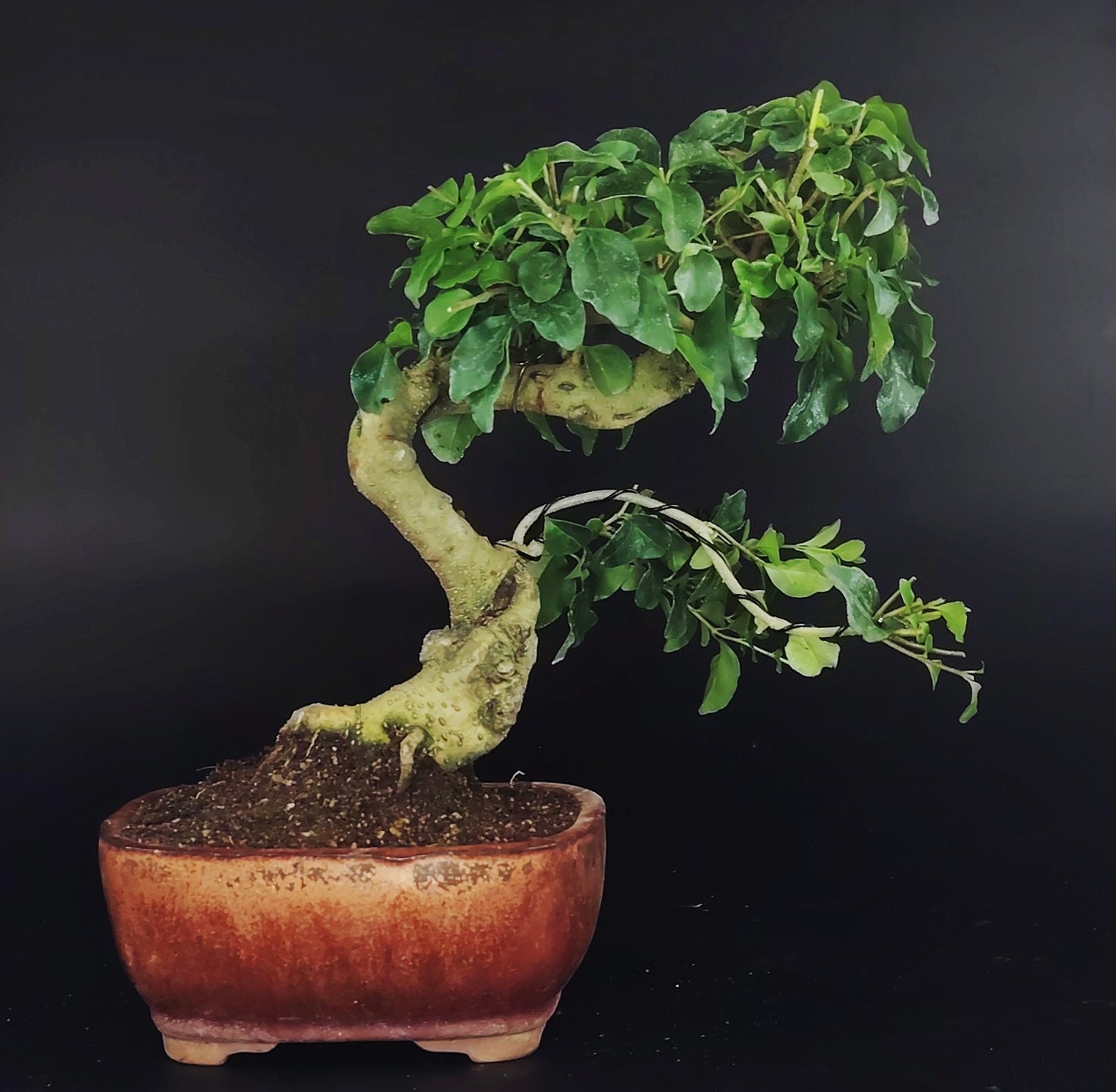 Ligustro cinese bonsai