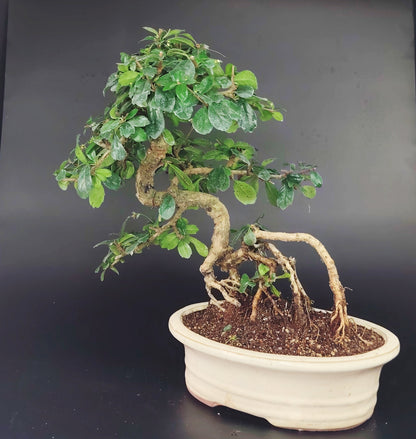 Carmona Bonsai da interno, erethia, 12 anni