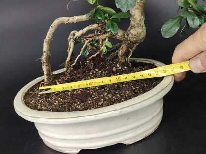 Carmona Bonsai da interno, erethia, 12 anni