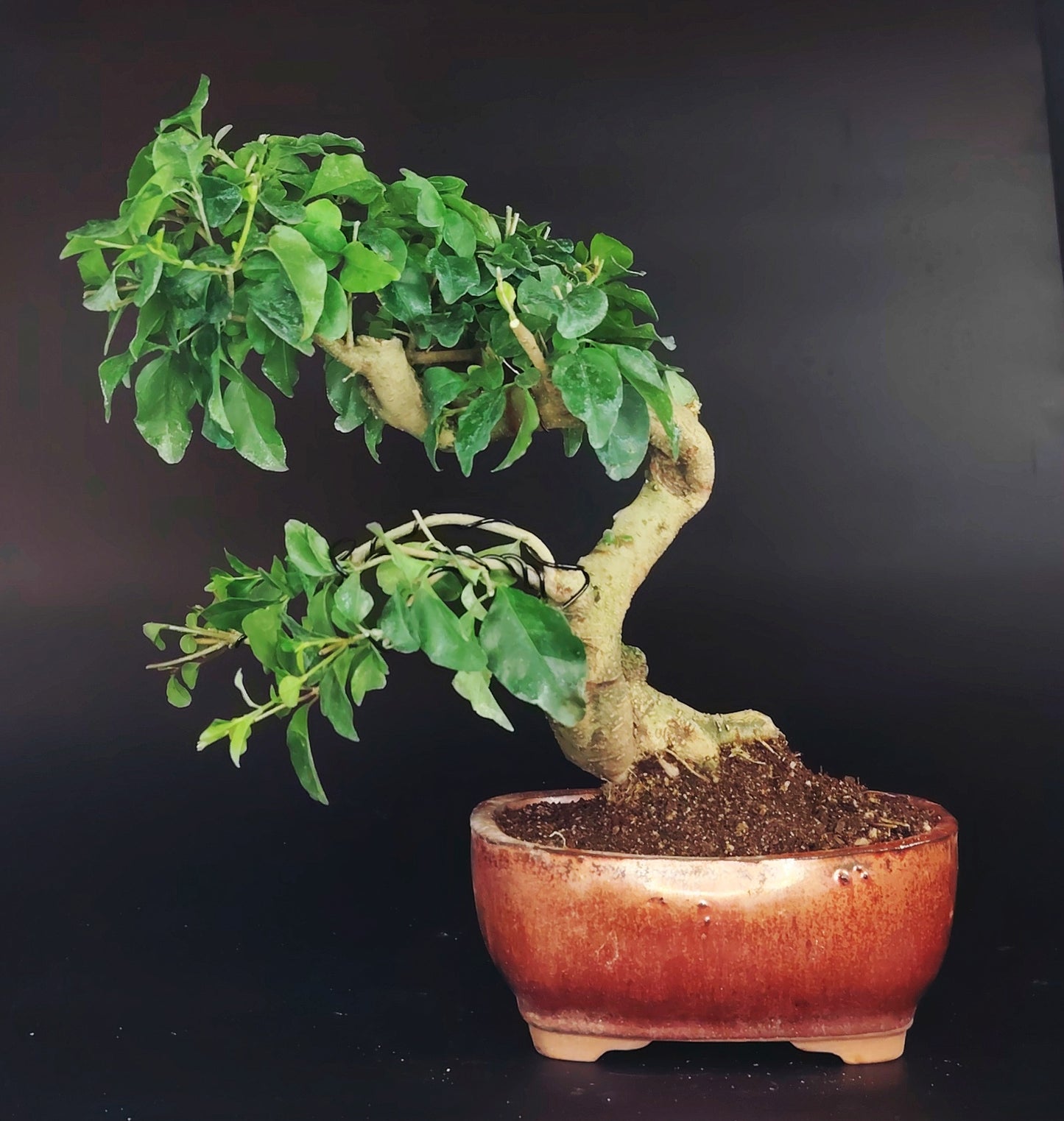 Ligustrum sinensis bonsai