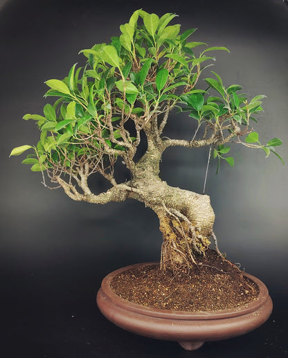 Ficus retusa Tiger Bark 14 anni – Bonsai da Interno | Bonsai Kai
