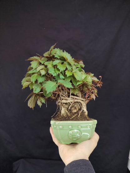 Parthenocyssus tricuspidata - pezzo unico- SHOHIN bonsai