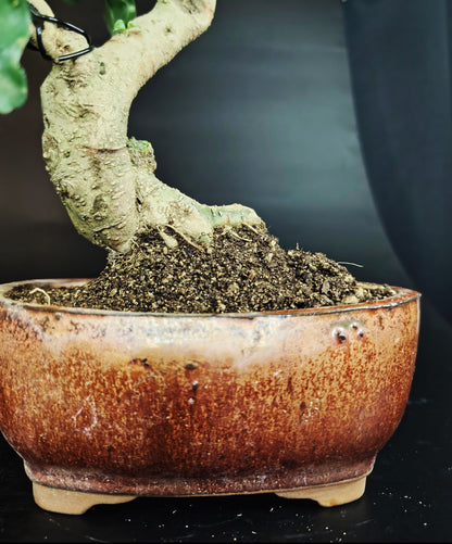 Indoor bonsai, bonsai da appartamento 