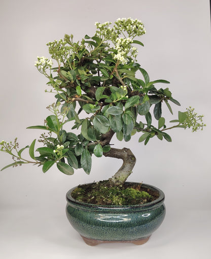 Pyracantha coccinea (ヒイロノキ Hiironoki) Bonsai 8 anni - 35 cm (Vaso Yixing 16 cm)