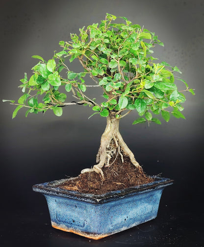 Sageretia theezans indoor bonsai.