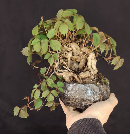 Parthenocissus tricuspidata BONSAI – Shohin di vite giapponese, stile Neagari Han-Kengai