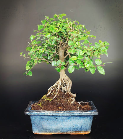 Sageretia theezans indoor bonsai.