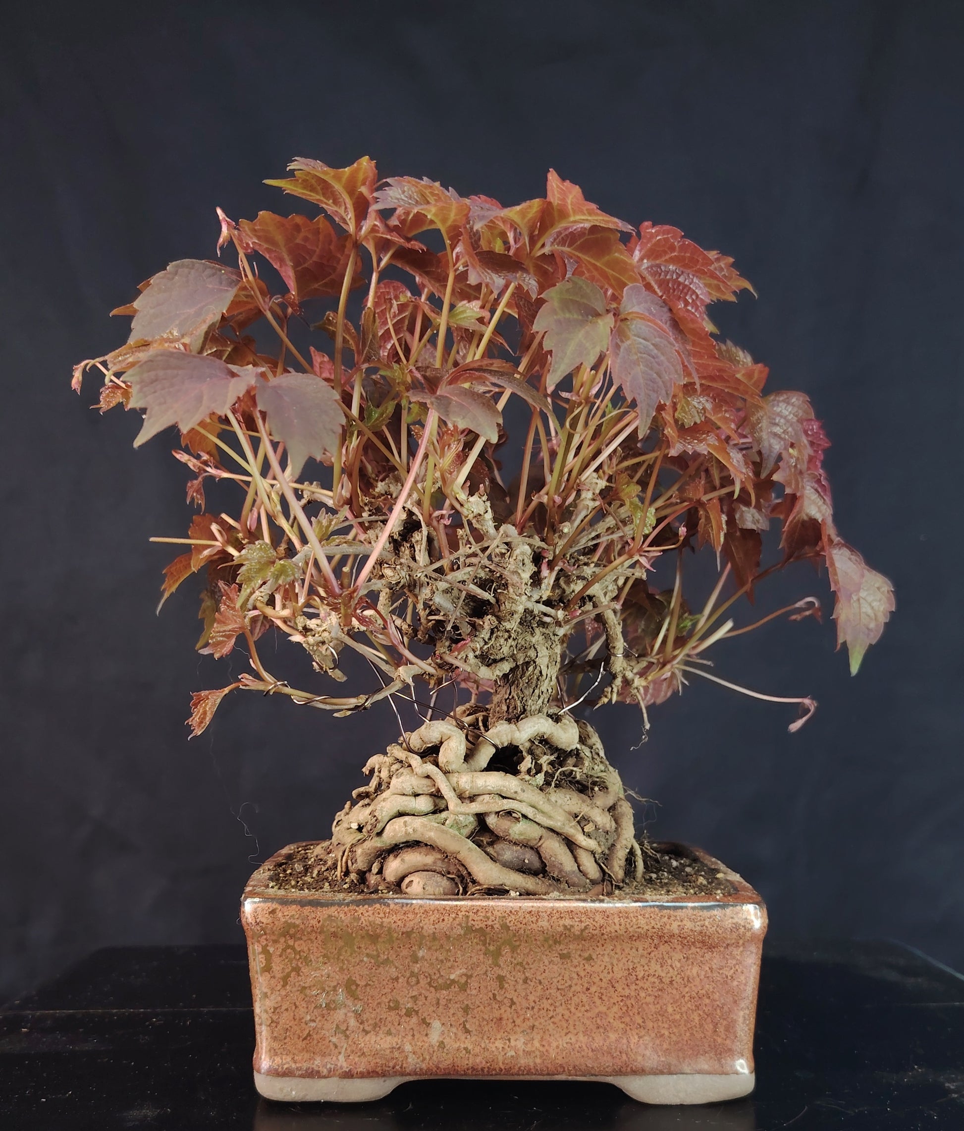 Parthenocyssus tricuspidata SHOHIN bonsai