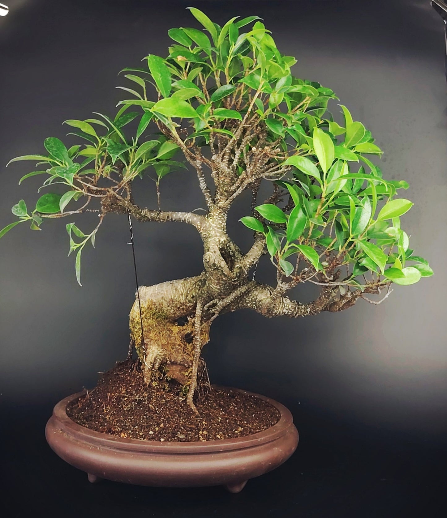 Ficus retusa Tiger Bark 14 anni – Bonsai da Interno | Bonsai Kai