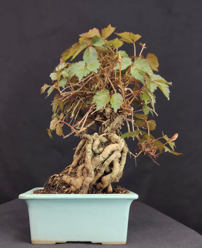 Parthenocyssus tricuspidata SHOHIN Bonsai esemplare unico